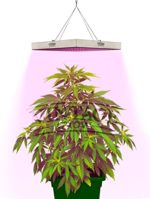 Vintage Grow HIGH YIELD Full Spectrum Hydroponics 45W LED Grow Light Lamp – Best of all Plant Lights for Indoor Growing of Cannabis Marijuana Weed and Medicinal Plants