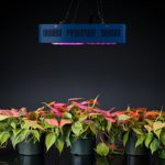 Sandalwood 300W Dual Mode LED Grow Light for Hydroponic Garden and Greenhouse Use – Dual Grow / Bloom Spectrum
