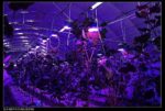 Auledio Bug Zapper LED Grow Light – [2018 UPGRADED] Electronic Insect Killer Full Spectrum Light Bulb with 3 Modes, Mosquito Killer, Fly Killer UV Lamp, 110V E26 Socket Base for Home greenhouse（white）