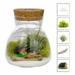 NW Wholesaler – Conical Glass Lighted Terrarium with Live Tillandsia Air Plant – Multi Color Illuminating Light Display Changes Air Plants Color! (White Sand)