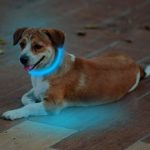 EForces LED Dog Pet Collar, Solar/USB Rechargeable Waterproof Night Safety Flashing LED Light – Green/Red/ Blue/Yellow (M, Blue)