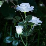 LLguz 3 Head White Rose Flower LED Solar Light Decorative Outdoor Lawn Lamp Outdoor Garden Romantic Dreamlike Xmas Holiday Home Garden Decoration [Ship from USA Directly]