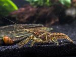 1 Self-Cloning Marmorkreb Crayfish/Freshwater Lobster (Reproduces without a mate!) – 1+ Inch Juvenile by Aquatic Arts