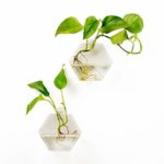 Fashionstorm 2 Packs Home Decor Wall Accessories Geometric Hexagonal Glass Vase Wall Sticked Planters Flower Pots/Water Planter Vase