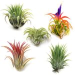Air Plants – Ionantha Mexican – Set of 5 Air Plants – Colors Vary Throughout The Year – Fast Shipping – Tillandsia House Plants – Includes PDF E-Book By Jody James